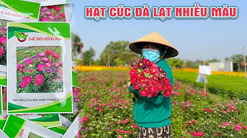 Hạt Cúc Đà Lạt Nhiều Màu - Cúc Magic - Cúc Nắp Ken