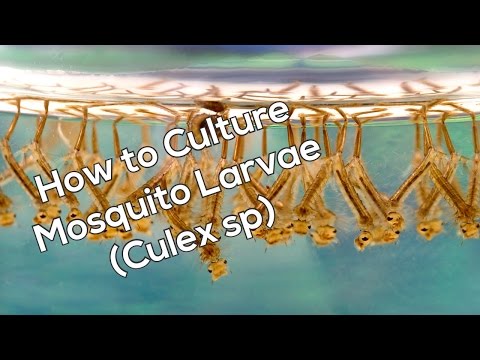 How To Culture Mosquito Larvae For Fish Food