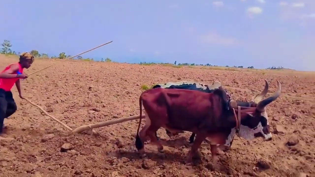 ካብ ቲክቶክ ናብ ማሕረስ