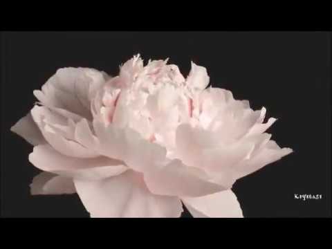 Wideo: Kwiat Kielicha