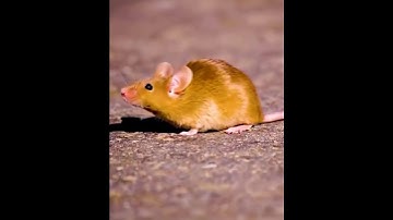 Xịt Đuổi Chuột XS , Xịt Côn Trùng Hương Thảo Mộc An Toàn