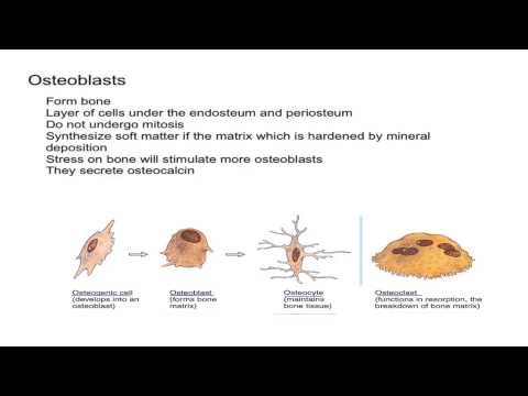 Osteogenic Cells and Osteoblasts