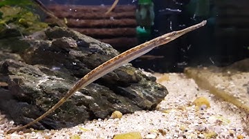 Microphis aculeatus (wild) bij Aquarium Speciaalzaak Utaka