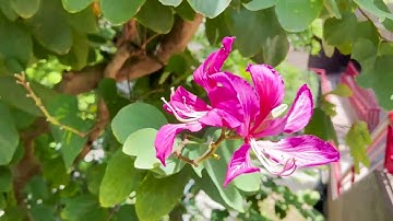 HKU Digital Arboretum Introduction Video