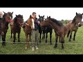 Caii lui Adi de la Tampa, Hunedoara - 2023 Nou!!!