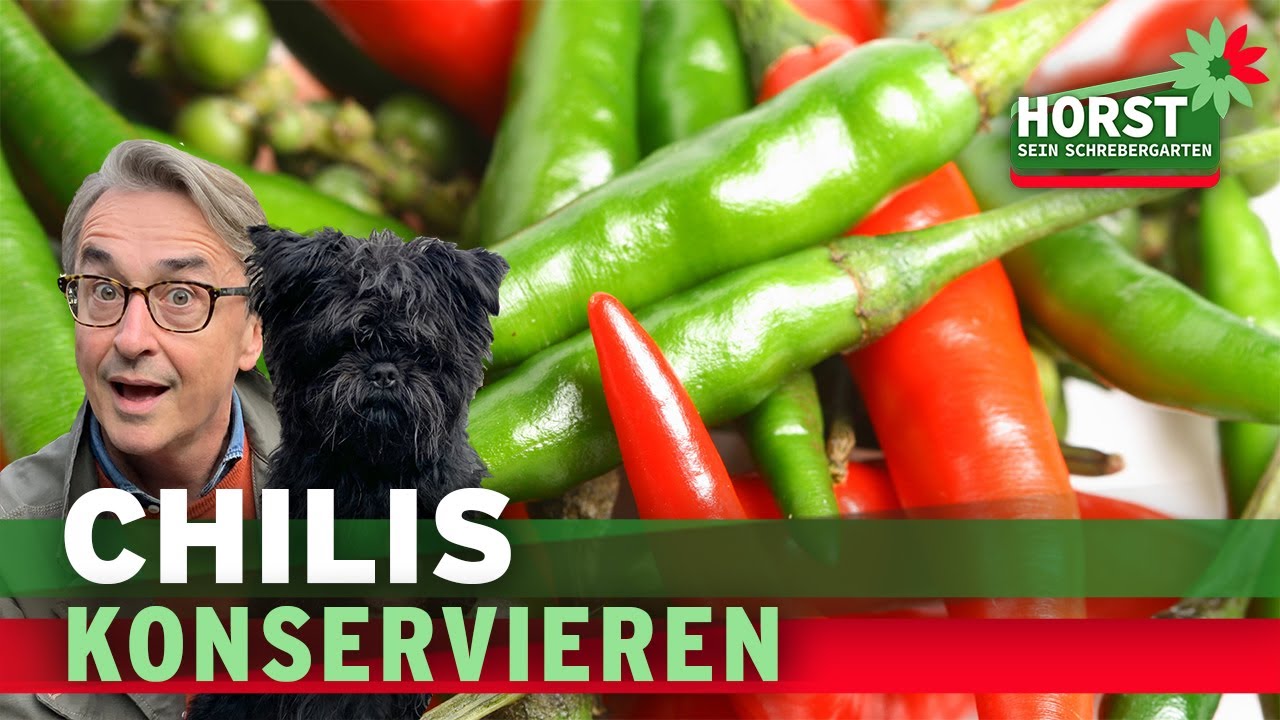 3 einfache Tipps, wie Chilischoten haltbar gemacht werden können | Horst sein Schrebergarten