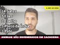 MASSACRE: ANIMAIS SEGUEM SENDO ENVENENADOS NO BAIRRO AUGUSTA