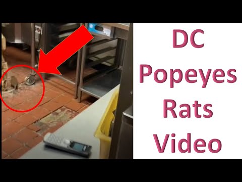 DC Popeyes Rats Video on TikTok Leads to Restaurant Shut Down | DC shut down after a TikTok video