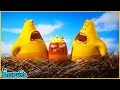 LARVA | THE RED KING | CARTOON MOVIE FOR LIFE |THE BEST OF CARTOON | HILARIOUS CARTOON COMPILATION