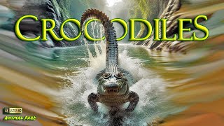 The Mighty Crocodile Chronicles 4K ~ Animals (Relaxing Music)