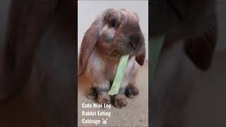 Purebred Mini Lop Rabbit Eating Cabbage Takes A Close Look Asmr