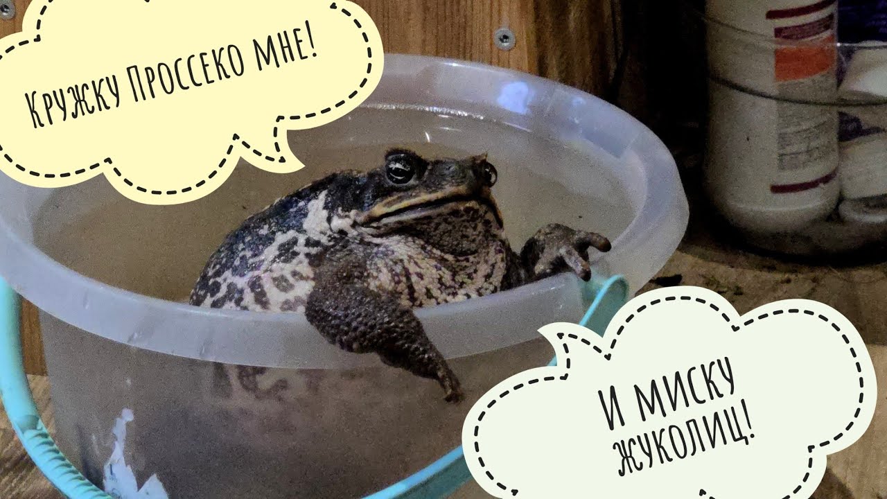 Жаба Брунгильда наводит суету и живёт свою лучшую жизнь