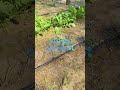 water dreep system #Save water #plants #ytshorts