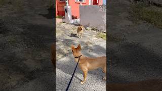 Shy dog comes to say hey on our morning walk.. pt 1🐾 #shy #doglife #friends #newfriend #dogs