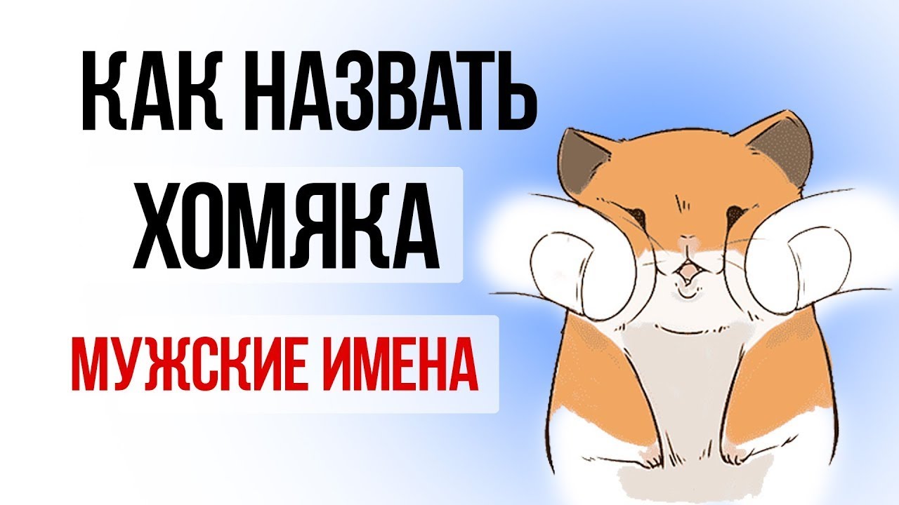 Как назвать хомяка мальчика