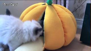 How To Use Cat Bed Soft Pumpkin Shape - PAWZ Road screenshot 5