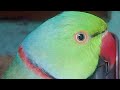 parrot talking saying many words