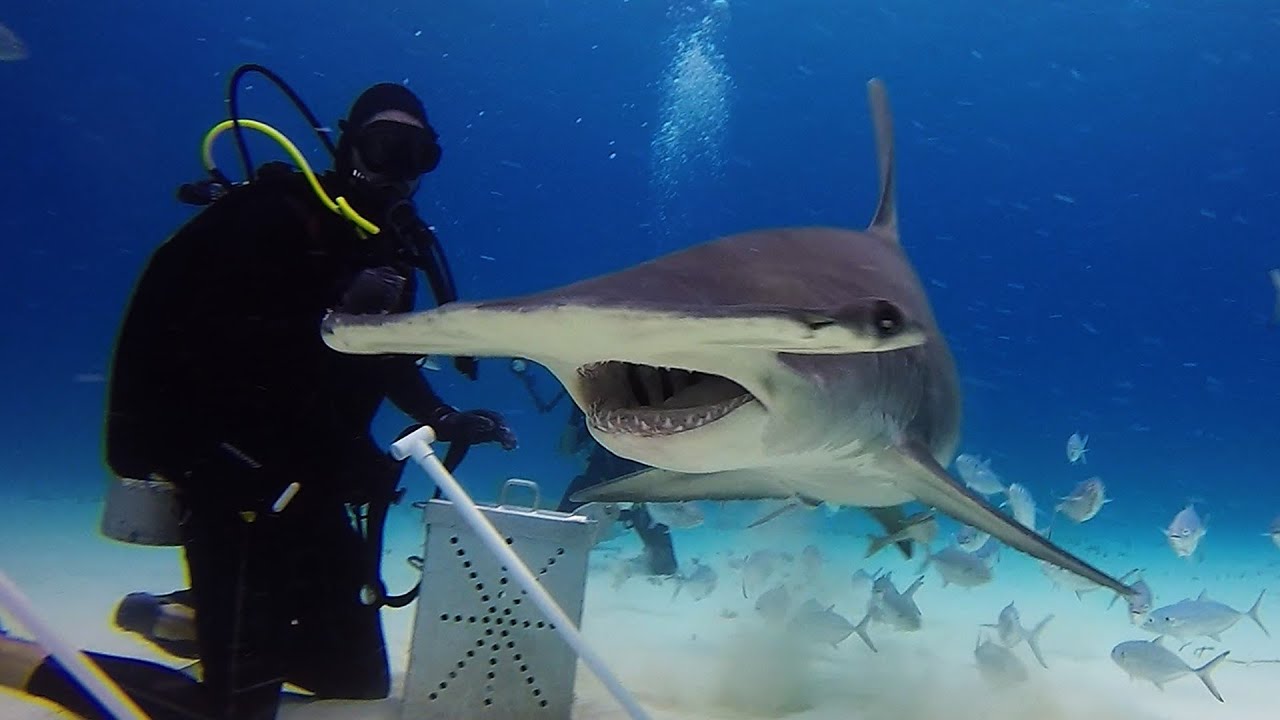 ヒラシュモクザメの餌箱にこっそり近づくコモリザメがかわいい バハマ サメ シャチ好き集まれ情報局
