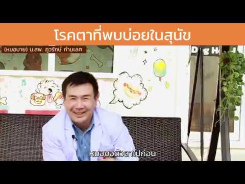 วีดีโอ: ทำไมดวงตาของสุนัขถึงเปื่อยเน่า?