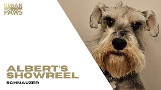 Albert (Schnauzer) Showreel by Urban Paws Agency and Urban Paws Ireland 29 views 1 month ago 42 seconds
