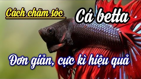 Hitclub | Cách chăm sóc nuôi dưỡng cá betta đơn giản mà cực kì hiệu quả