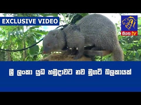 ශ්‍රී ලංකා යුධ හමුදාවට නව මුගටි බලකායක් ! Exclusive Video