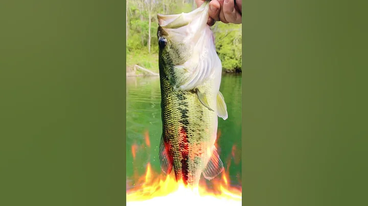 Such a Beautiful Fish