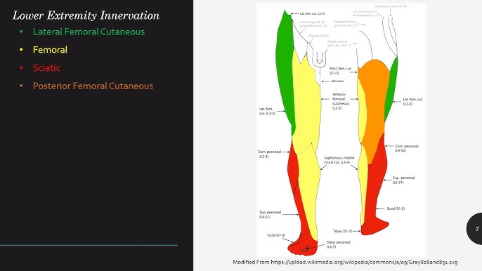 Cutaneous innervation of the upper limbs - Wikipedia