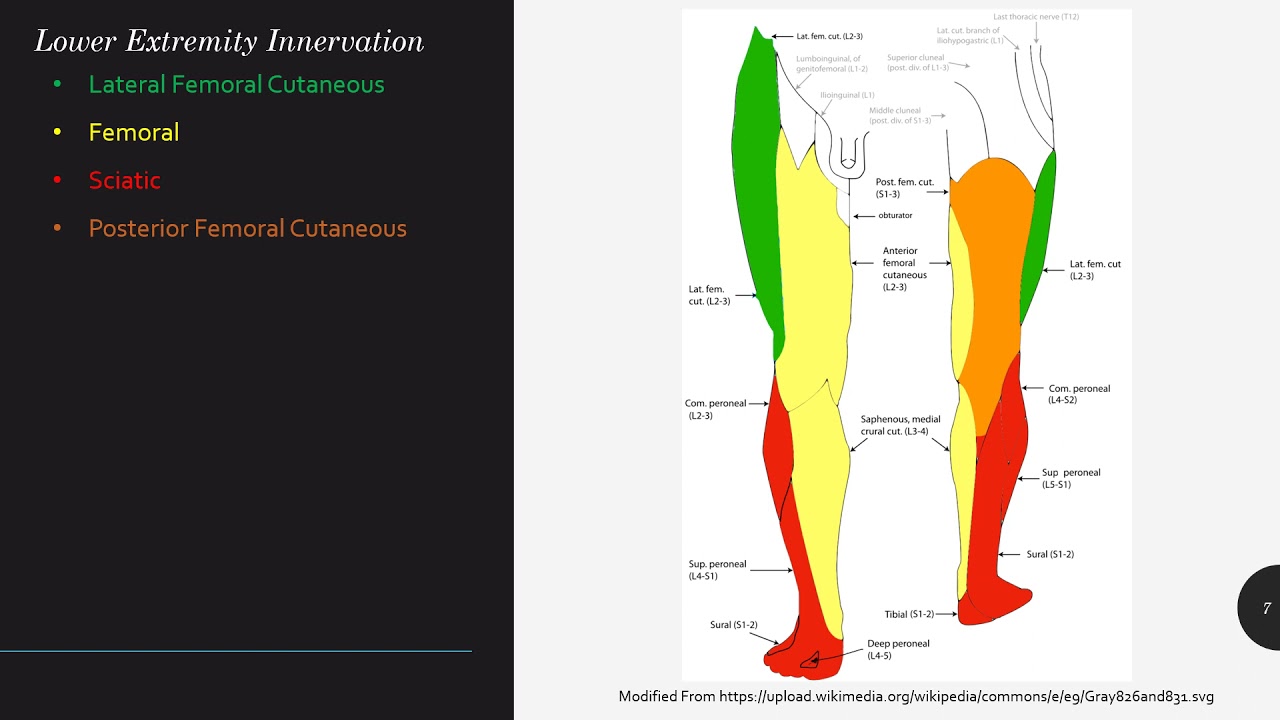 Lower Extremity Nerve Blocks Poster (in)