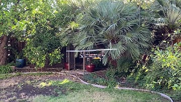 Twinn Rexx with MS Brain Controller