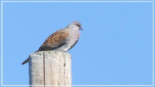 European Turtle Dove call | Streptopelia turtur | British Birds screenshot 4