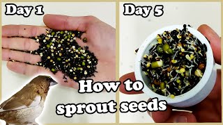 What Do I feed My Finches/Birds. Simple Sprouting/Germinating Seeds