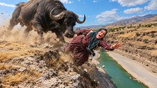 😱 A deadly attack by a wild buffalo on Mahrokh at the edge of a cliff!