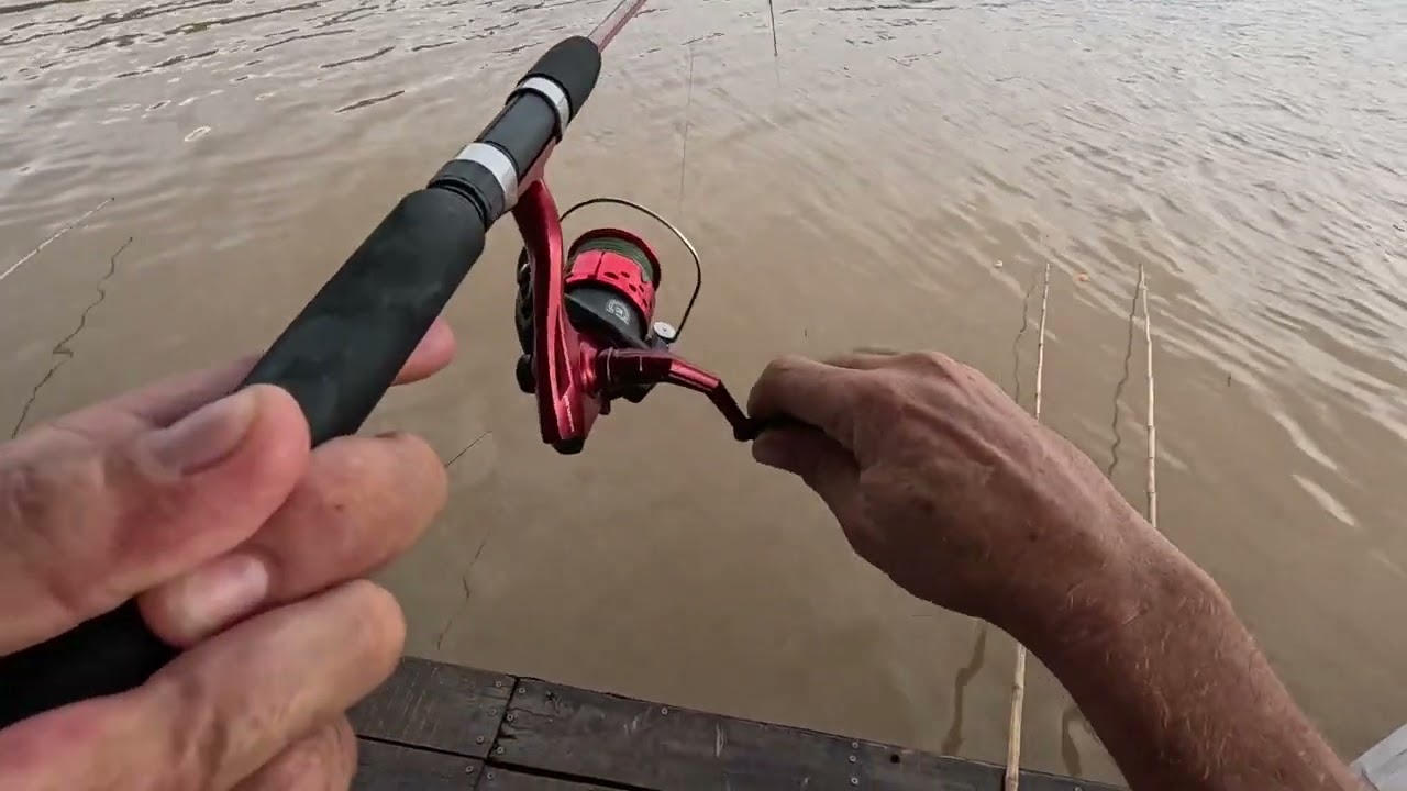 Muita corvina flutuante 1 !