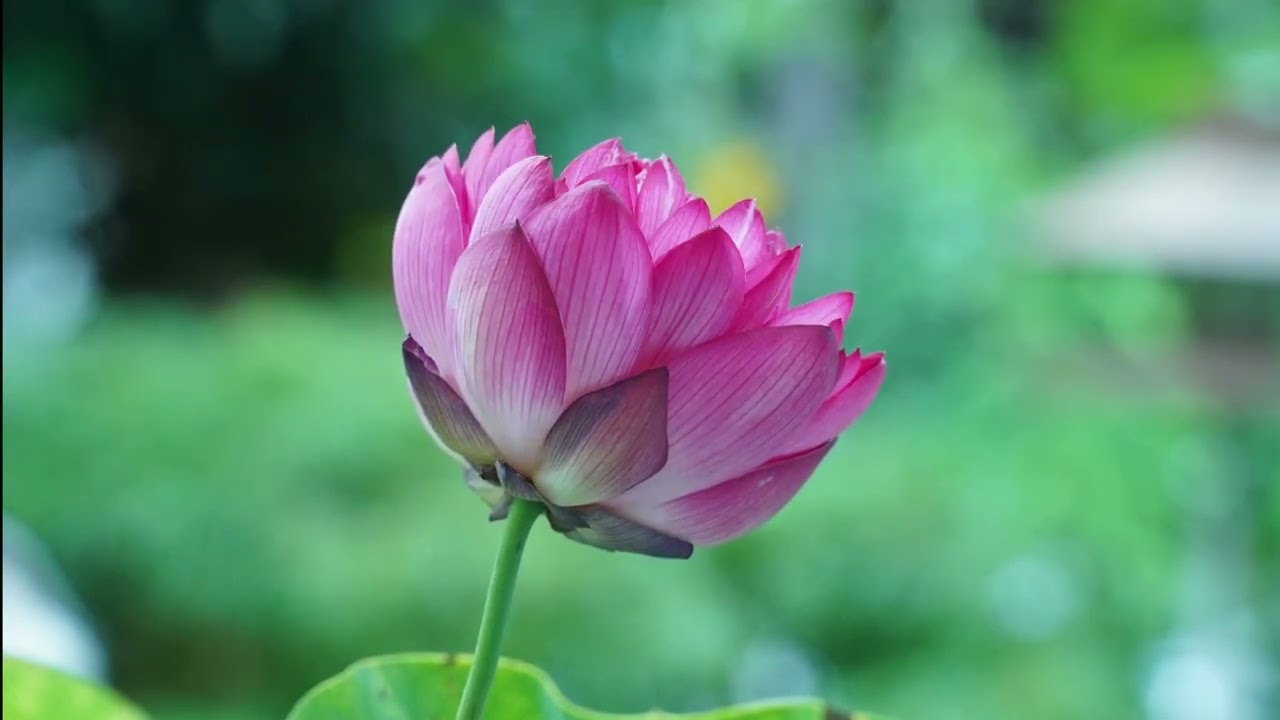 ハスの植え替えと茶碗ハスの開花まで 萩原陽子（高崎ビデオクラブ