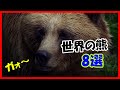 世界の熊8選。日本にも存在する熊は油断すると危険…。
