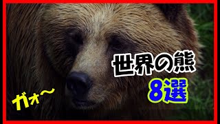 世界の熊8選。日本にも存在する熊は油断すると危険…。