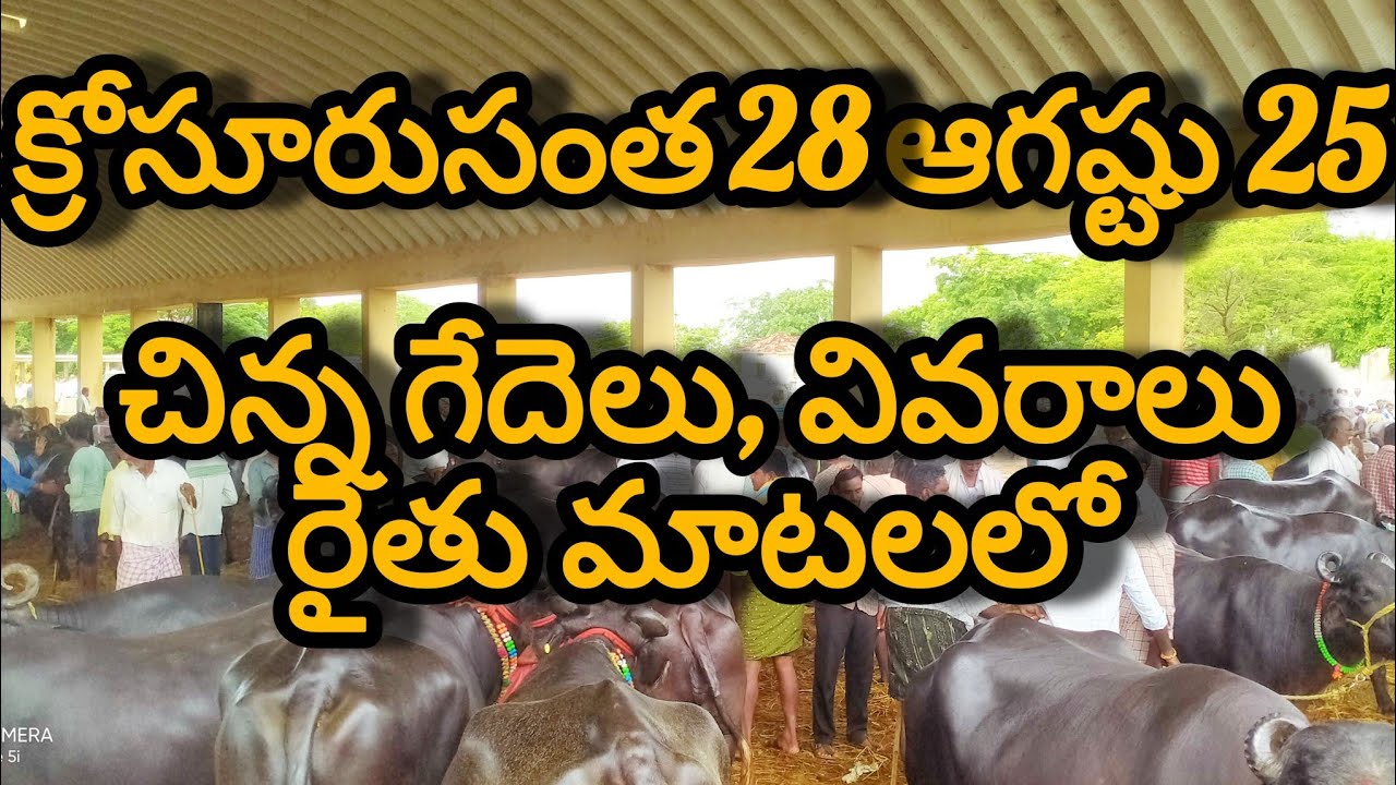 🐃🐃క్రోసూరు సంత 28-ఆగష్టు2025🐂🐂, #krosurusantha #buffalo #dairyfarm #barrelu #gedelu #cow 