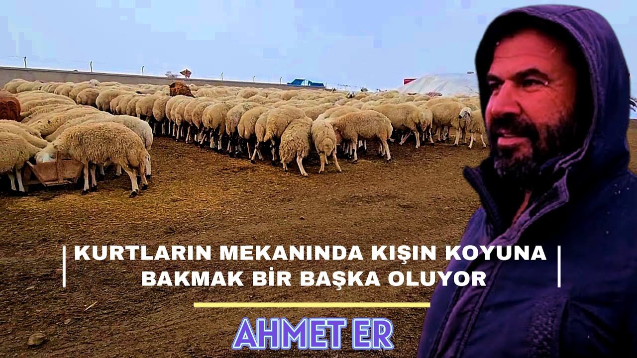 KURTLARIN MEKANINDA KIŞIN KOYUNA BAKMAK BİR BAŞKA OLUYOR