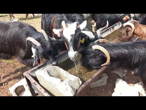 keçilerin su içme halleri