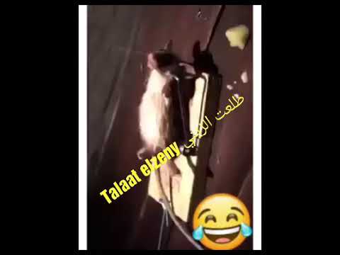 هيوقفوك هيحاولو يوقعوك هتموت من الضحك