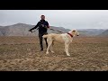 Турнир Тест Испытаний Балканабад САО Central Asian Test Work Dogs Alabai Туркменский Волкодав