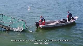 Saaristomeren kalastustekniikoita osa 6. Suomukalapyynti PushUp rysällä