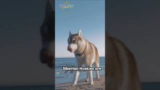 7 Surprising Siberian Husky Facts You Didn't Know #ytshorts #dog