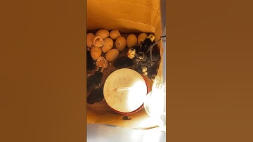 Eggs hatched using incubator STC-1000