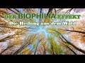 Der BIOPHILIA Effekt - Die Heilung aus dem Wald