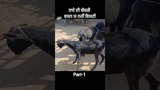 ਤਾਏ ਦੀ ਬੱਕਰੀ ਵਜਨ ਚ ਨਹੀਂ ਵਿਕਣੀ #goatstar #goatfarming #bakramandi #short #shortreel #shortviralreel