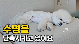 강아지의 수명을 단축시키는 4가지 실수 (보호자의 잘못된 습관으로 강아지가 힘들어요)