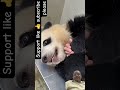 Baby Panda Eating Food 🐼🥕 | Cutest Panda Mealtime Ever! 😍 #shorts