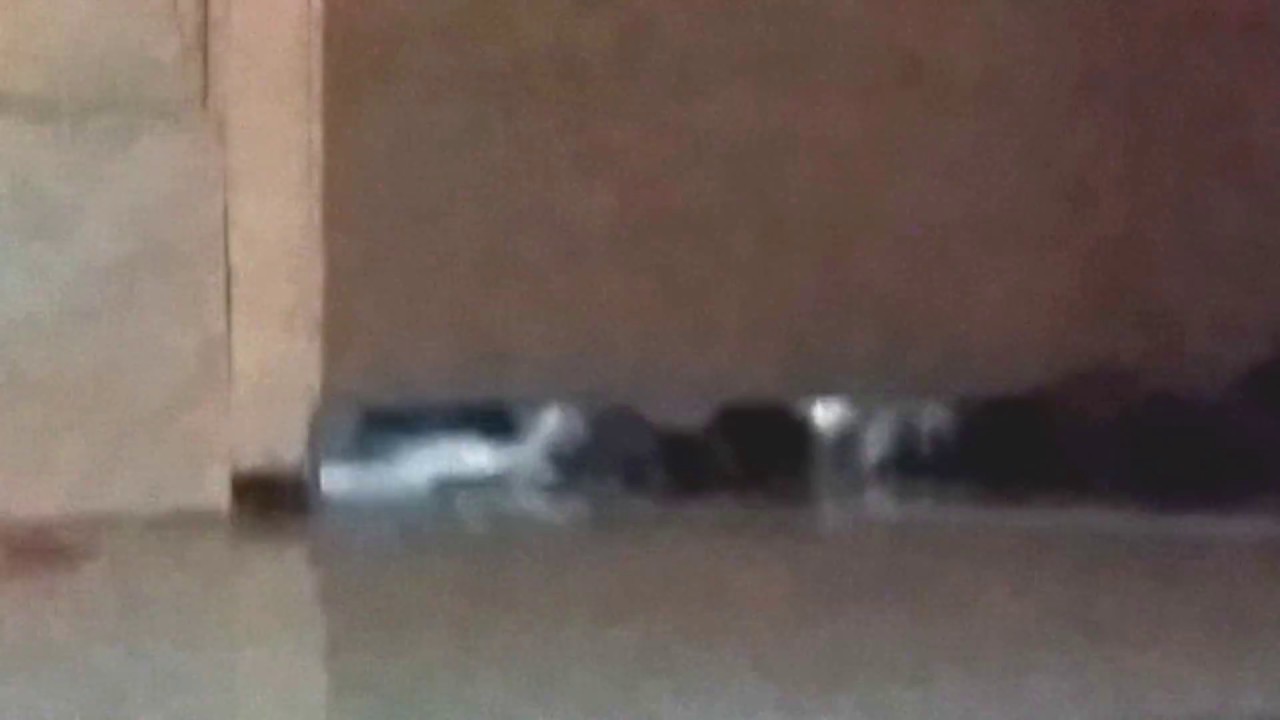 Funny Cats Squeezing Themselves Out Through a Gap Under The Door YouTube